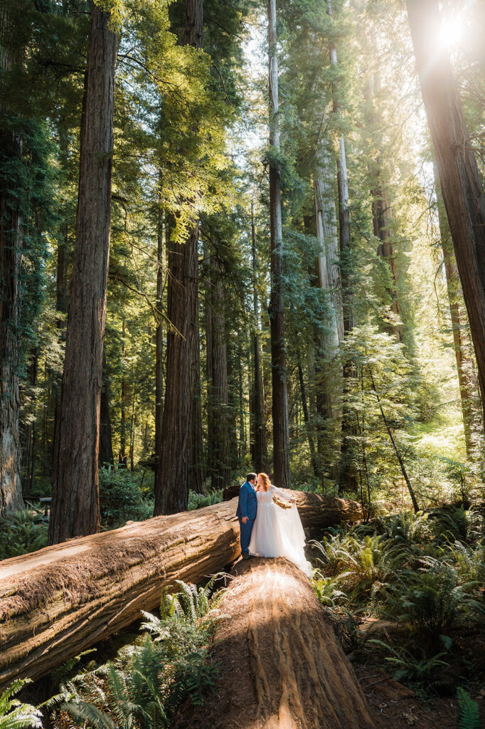 Bride and groom elopement portraits in a redwood forest